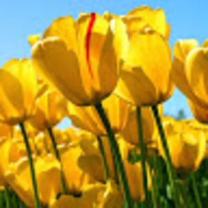 Meet your Posher, Neely